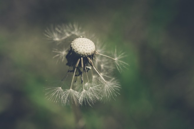 blog_wiesenmakro1608-06