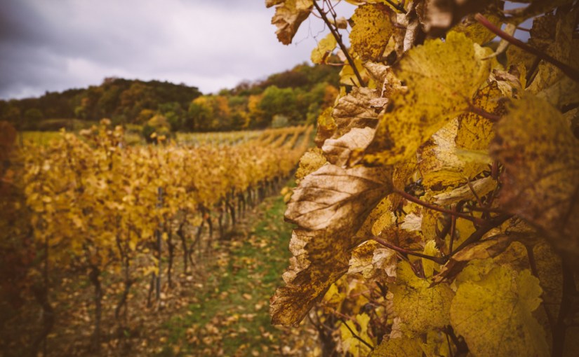 Düsterer Herbstsonntag am Anninger und Erkenntnisse aus den Social Media&nbsp;Gedanken