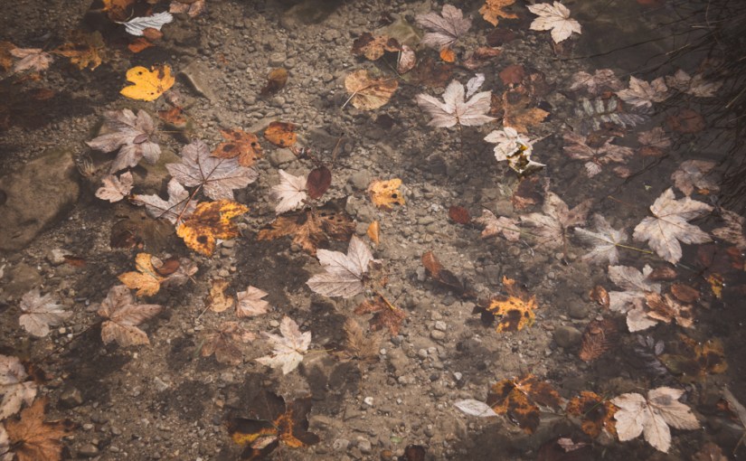 Bayern Kurztrip: Herbstdetails mit Waldwasser & Gedanken zum&nbsp;Glück