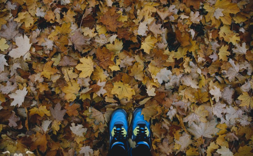 Zentraldfriedhof Herbst und Gedanken über Kopfkult vs.&nbsp;Körperkult