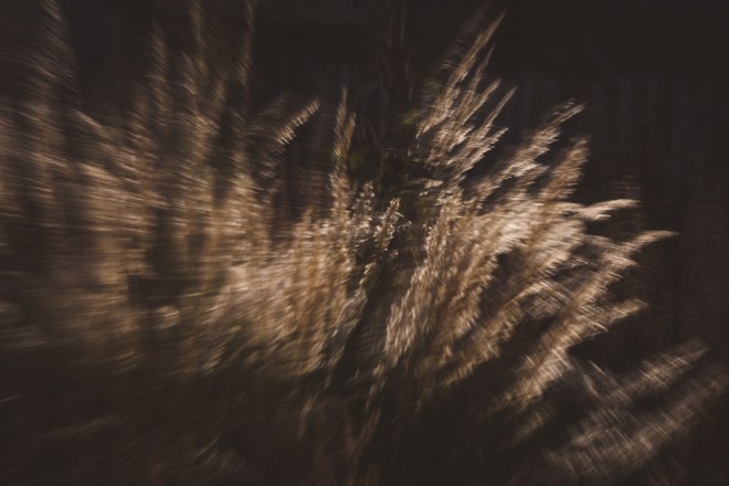 blog_abstrakte-graeser1