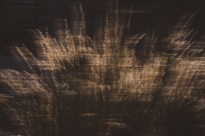 blog_abstrakte-graeser2