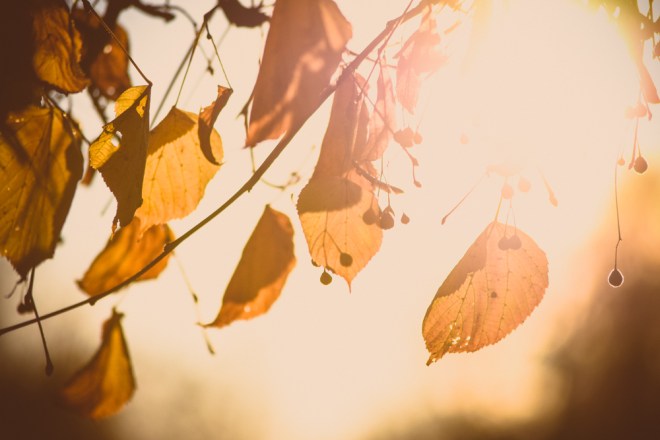 blog_blaetterleuchten14