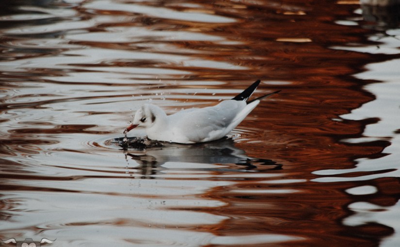 12 magische Mottos:&nbsp;August