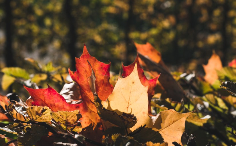 Die letzten Sonnenstrahlen in Schönbrunn Pt. I: Blätter & Schönheit von außen und von&nbsp;innen