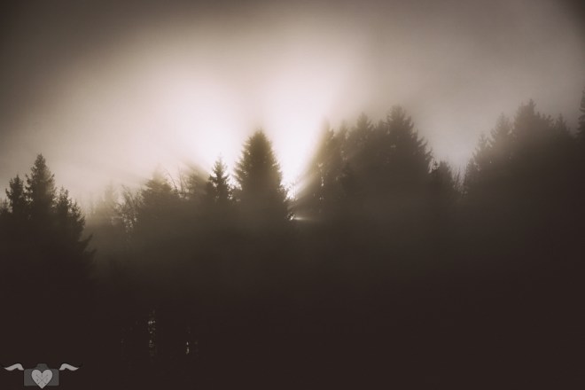 blog_waldnebelsonnenstrahlen2