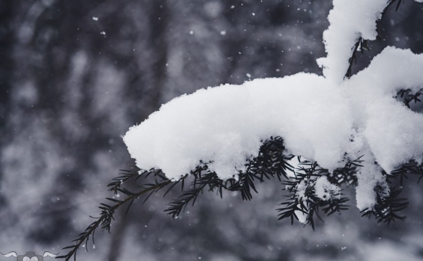 Schneedetails aus Narnia & Projekt *.TXT: Hoffnungsschimmer