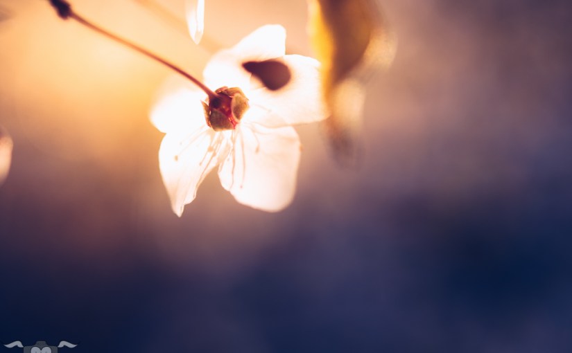 Frühlingsspaziergang an der Wiener Ringstraße: im Blütenfieber I & ein Preset für&nbsp;euch