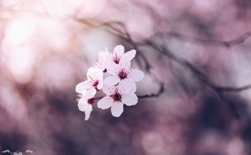 Frühlingsspaziergang an der Wiener Ringstraße: im Blütenfieber II & ein&nbsp;Geburtstagspost
