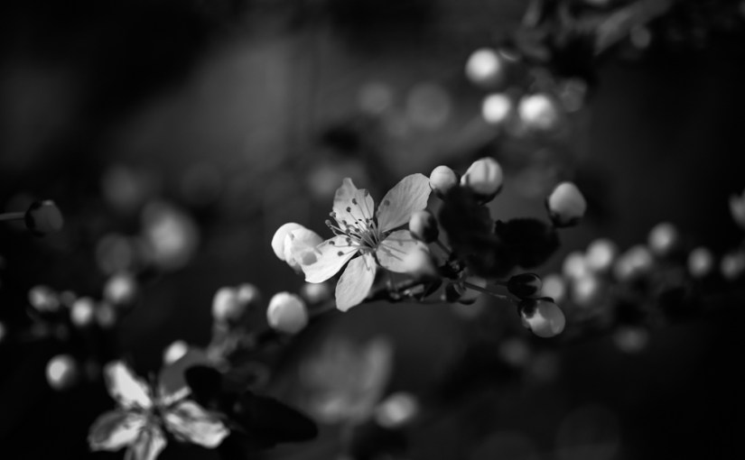 Monochrome Momente in Blüten und an der Wiener&nbsp;Ringstraße
