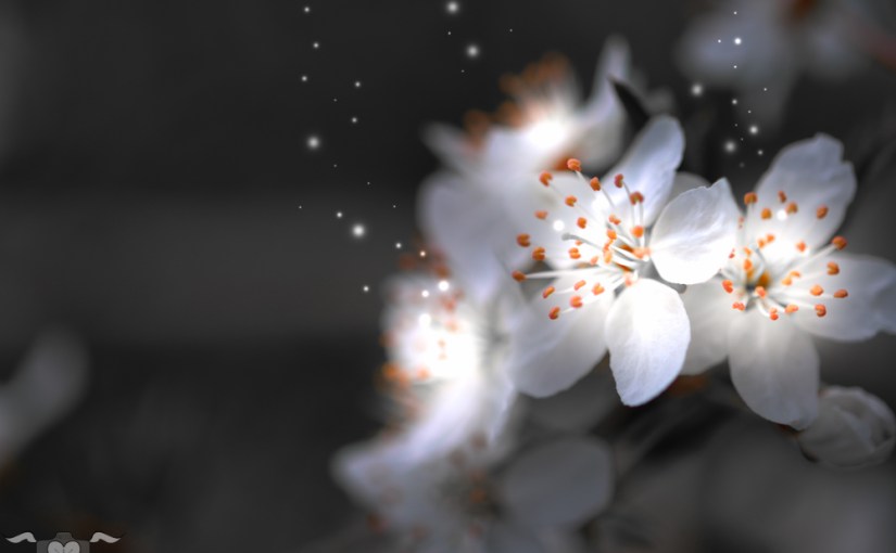 Märchenwald & Zauberwelt