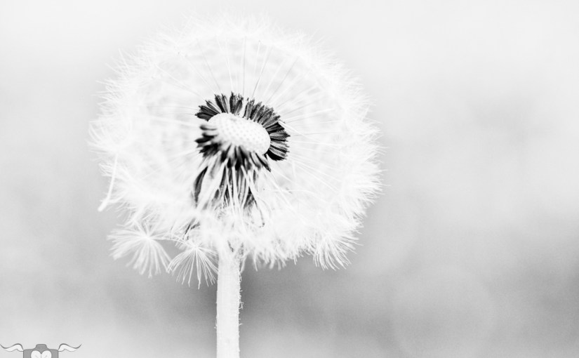 Überbelichtete Pflanzenstrukturen & generationsübergreifende Gefühlswelten