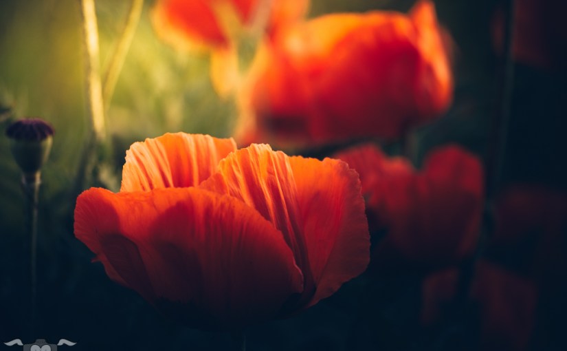 Frühsommerwiesenmohnblumenzeit.