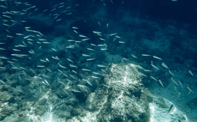 Go East 2017: Kroatien Unterwasser & [Wort]&nbsp;nachhaltig