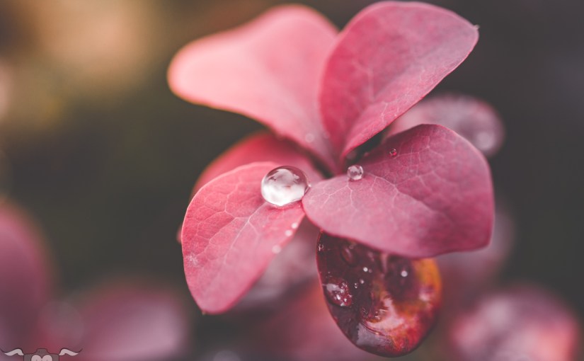 12 magische Mottos:&nbsp;September