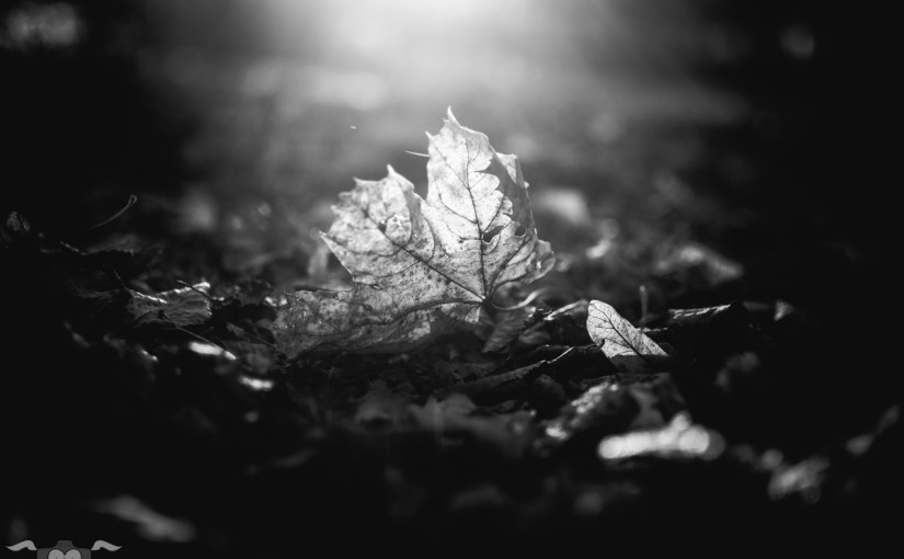 Herbstlaub im Gegenlicht in schwarzweiß & [Wort]&nbsp;beziehungsweise