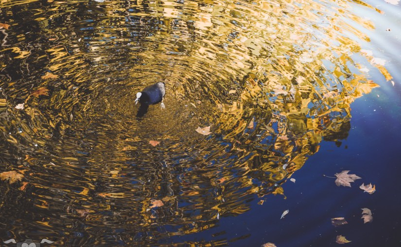 London Calling: Herbst im St. James’s&nbsp;Park