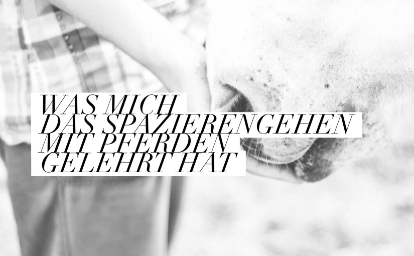 Was ich aus meinem Kontakt mit Pferden fürs Leben gelernt&nbsp;habe.