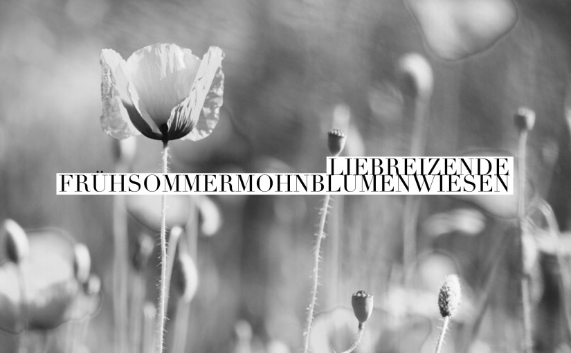 Frühsommermohnblumenwiesen II & [Wort]&nbsp;Liebreiz